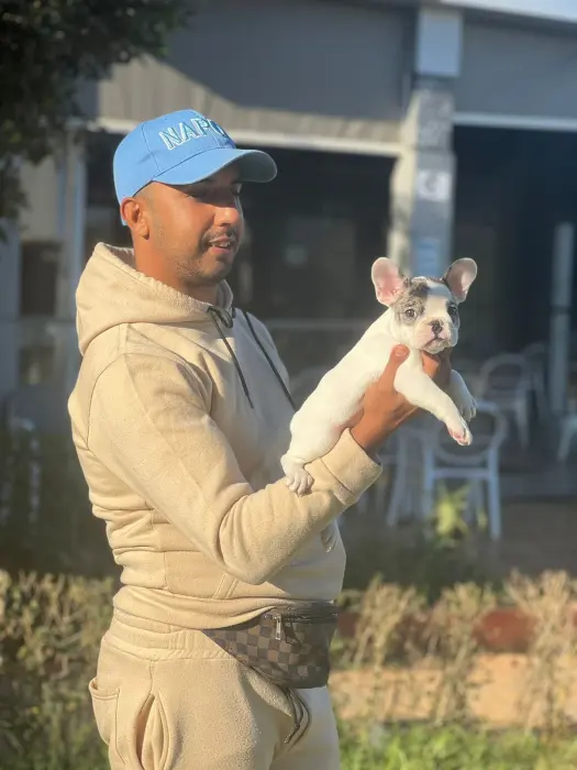 Femel bulldog exotic