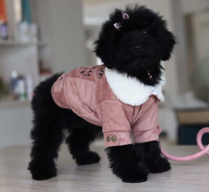 Poodles noirs avec pedigree FCI et passeport européen