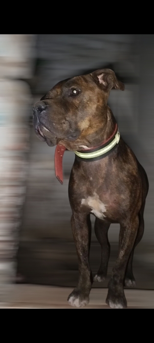 Staffordshire bull terrier