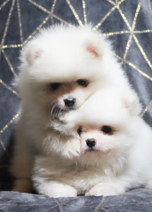 Spitz différentes couleurs