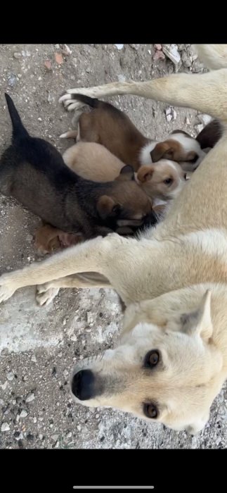 7 petits chiots sans-abri à adopter