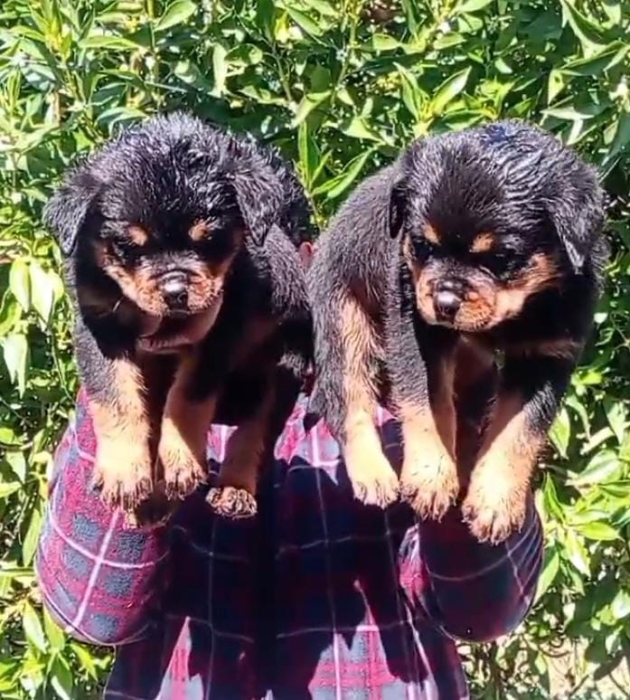 Rottweiler pedigree