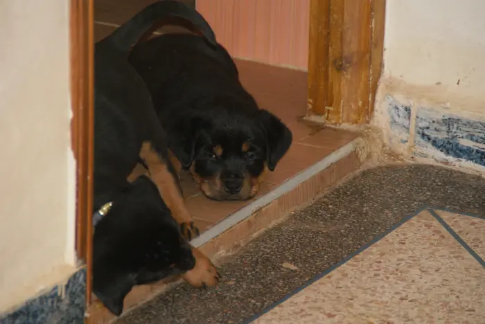 chiots rottweiler