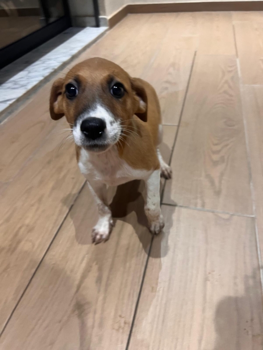 Russel Terrier x Chihuahua