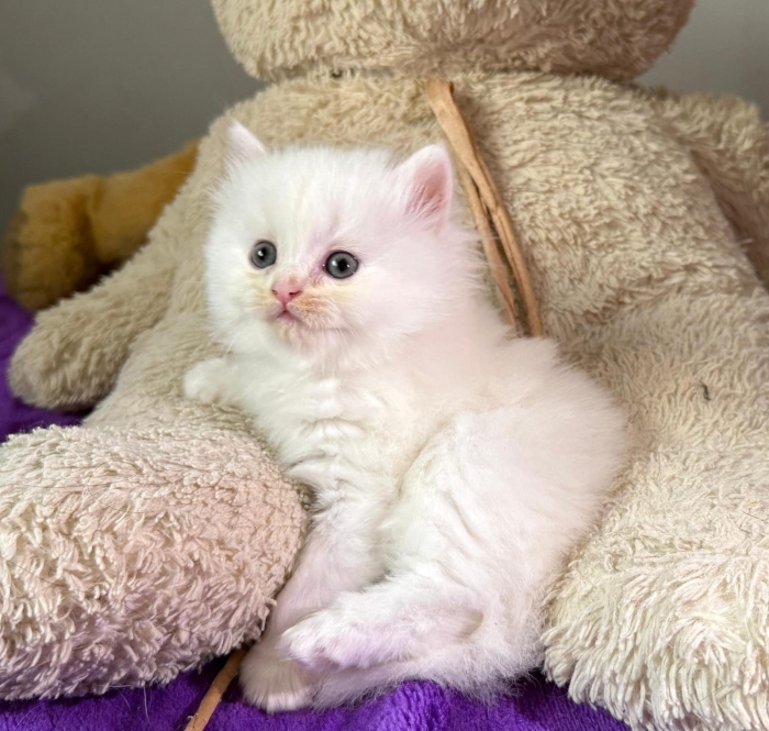 Scottish fold & british & Highland Pedigree