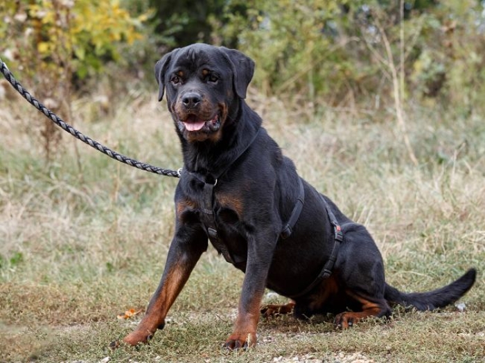 Rottweiler