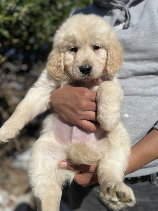 Très Belle chiot Golden Retriever