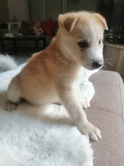 Husky Berger de Caucase