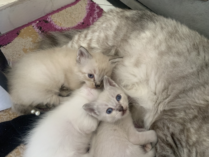 Chats siamois tigrés