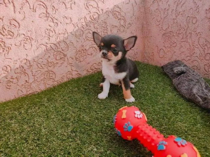 Chiots Chihuahua Toy