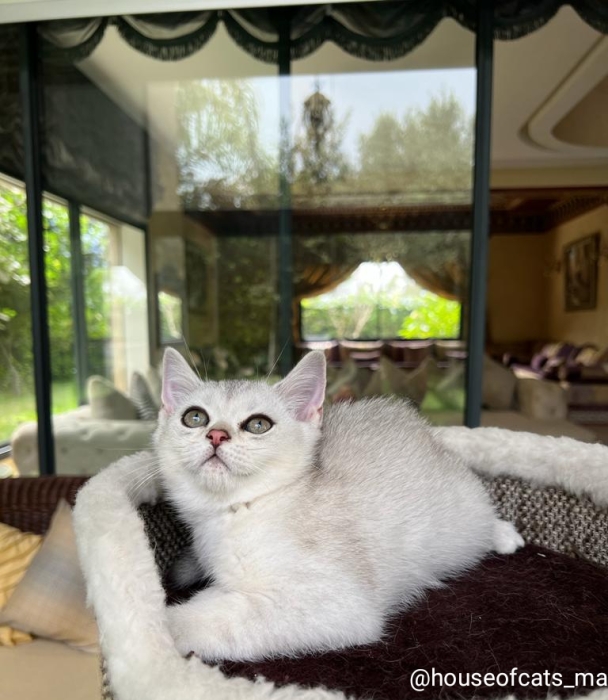 British et scottish shorthair