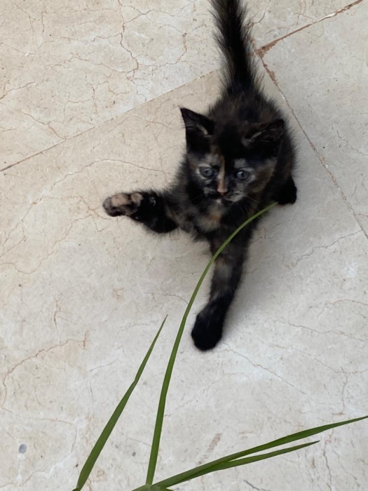 Chatons pour adoption