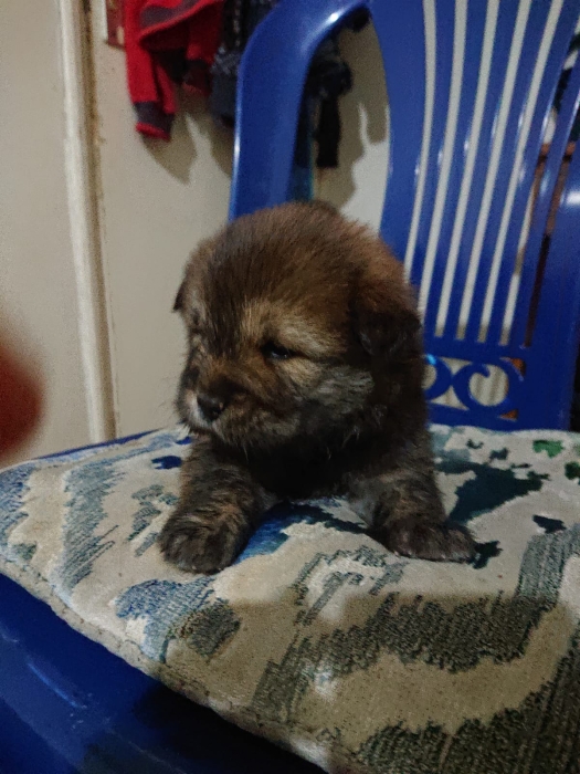 chiots chow chow race pure