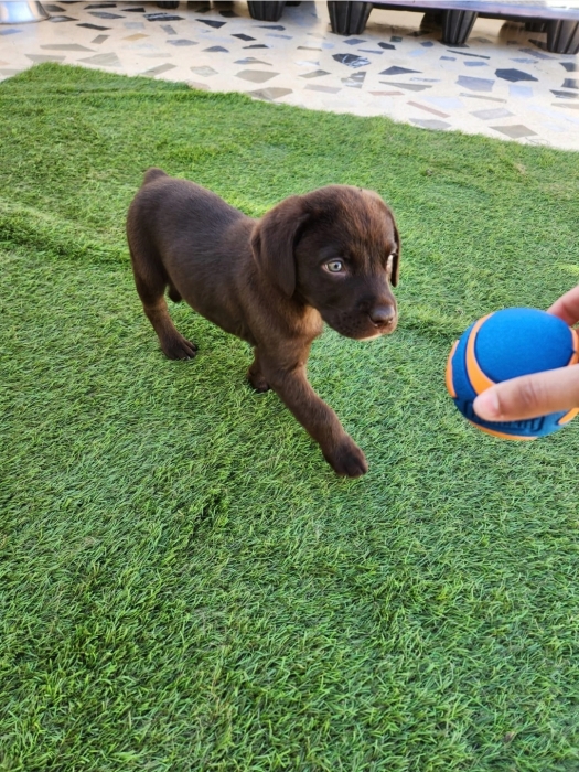 Labrador chocolat