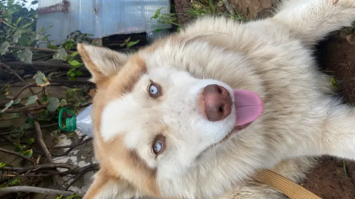husky siberien/ malamute