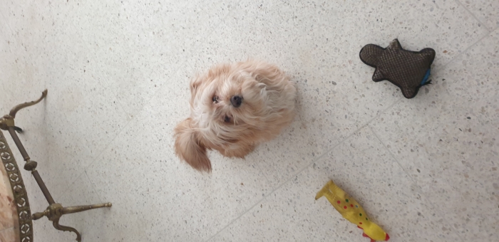 Bichon havanais mâle