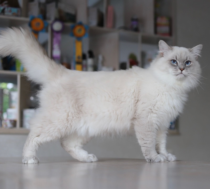 Vrais Sibériens avec Pedigree WCF parents russes