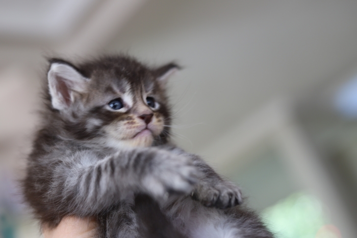 Chatons maine coons