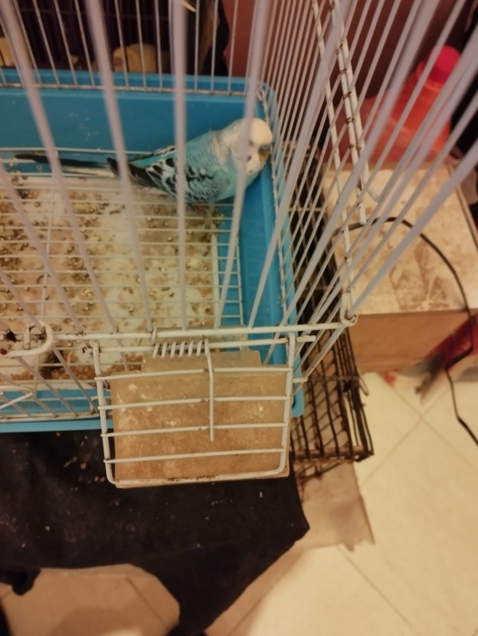 Oiseau couple perruche avec son petit perruche