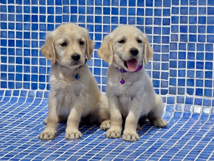 Chiots Golden Retriever femelles