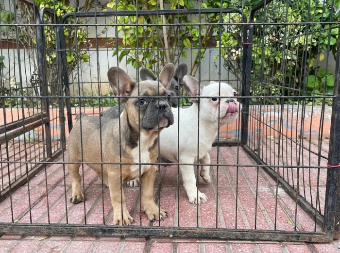 Bulldog Français 🇫🇷