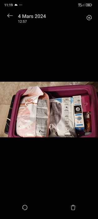 Ragdoll siamois + accessoires chat