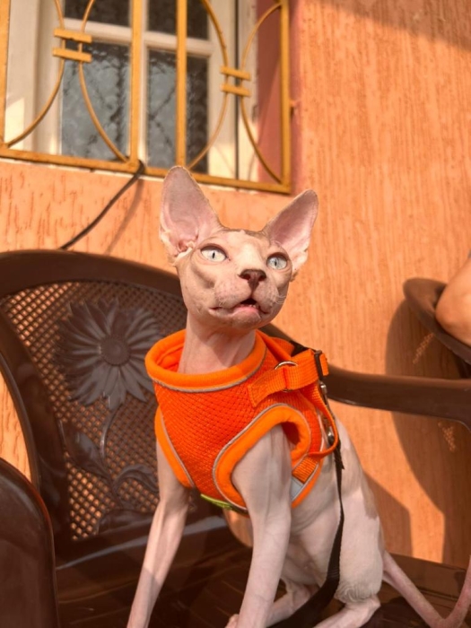 Chat sphynx mâle 14 mois