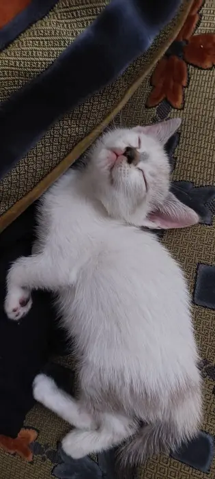 Une chatte siamoi melanger