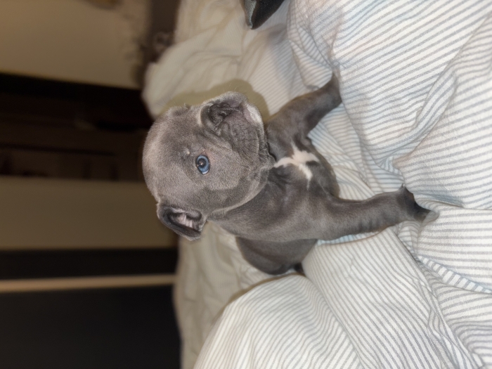 Bulldogue français exotique