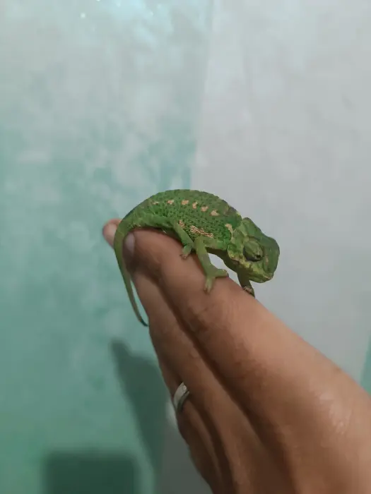Petit caméléon à vendre
