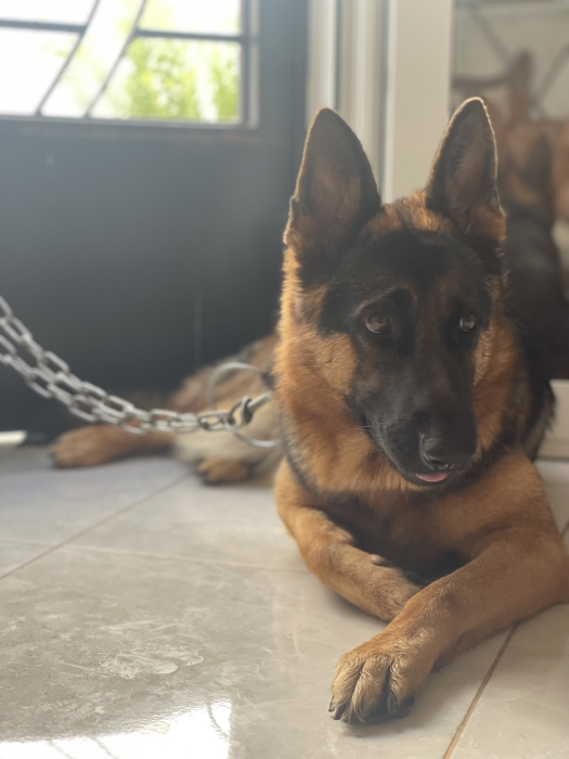 Femelle berger allemand pédigrée (14 mois)