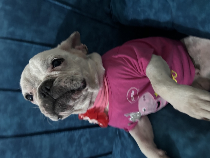 Bulldog français castré