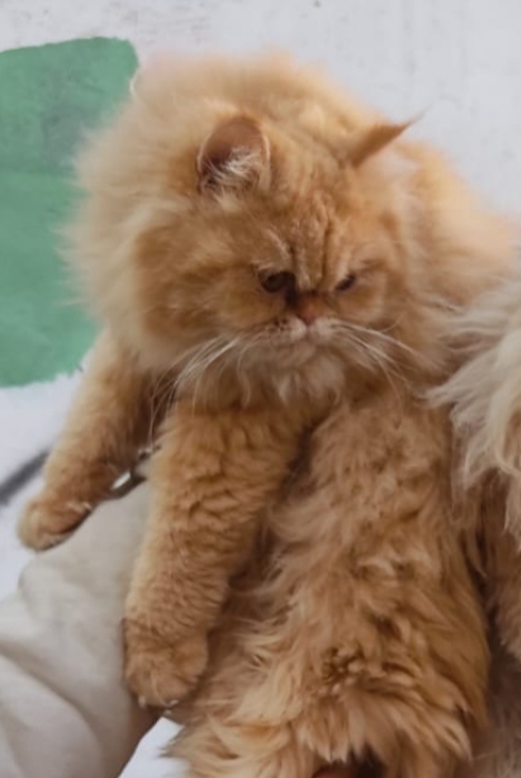 Chatte persan a vendre