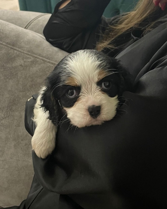 Cavalier king charles