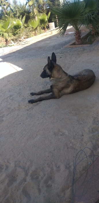 Malinois
