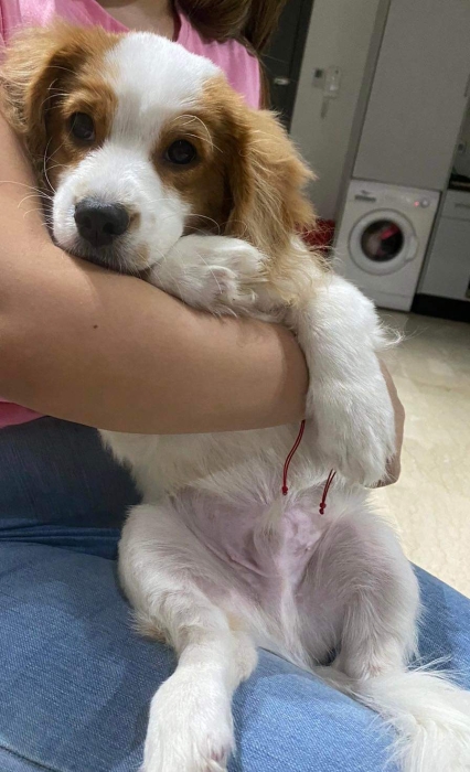 Cavalier king charles