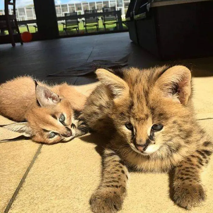 serval,caracal,savannah kitten