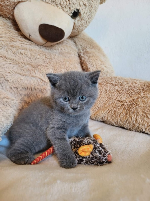 Chartreux chaton