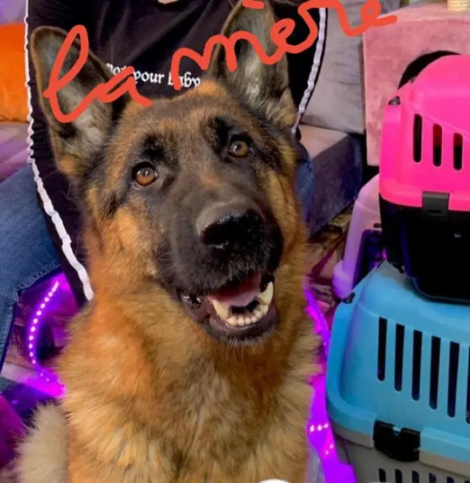 Berger allemand a vendre