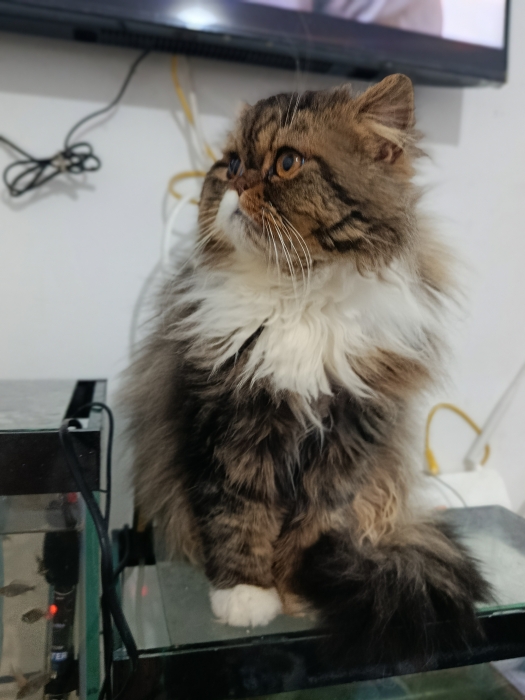 Mâle persan race pur 9 mois