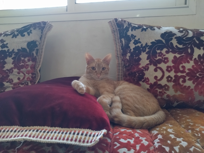 Chat pour adoption (pas pour vente)