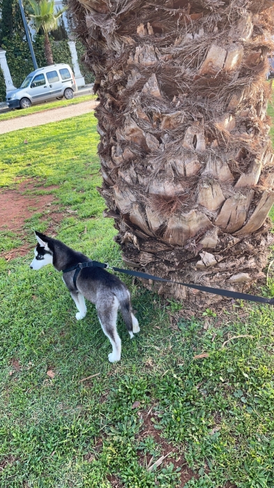 Husky femelle