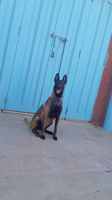 Super femelle malinois charboni