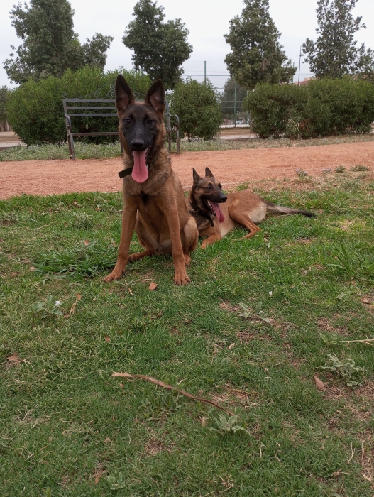Malinoi male