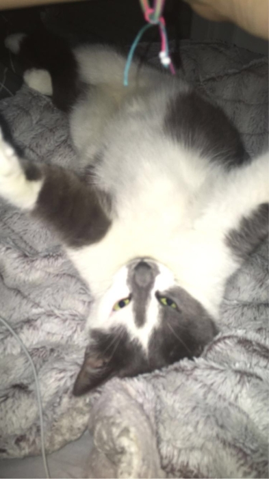 Je dois donner mon cha