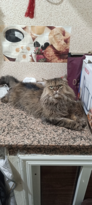 persan mâle et castré a adopté