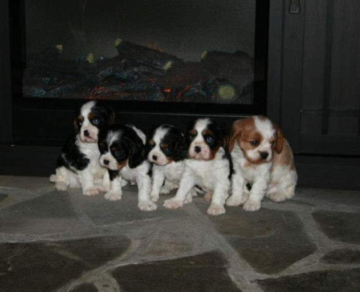 Cavalier King Charles