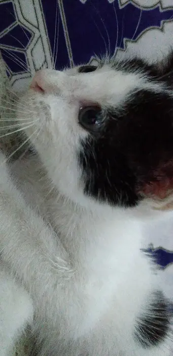 Un chat mélange de blanc et noir a vendre