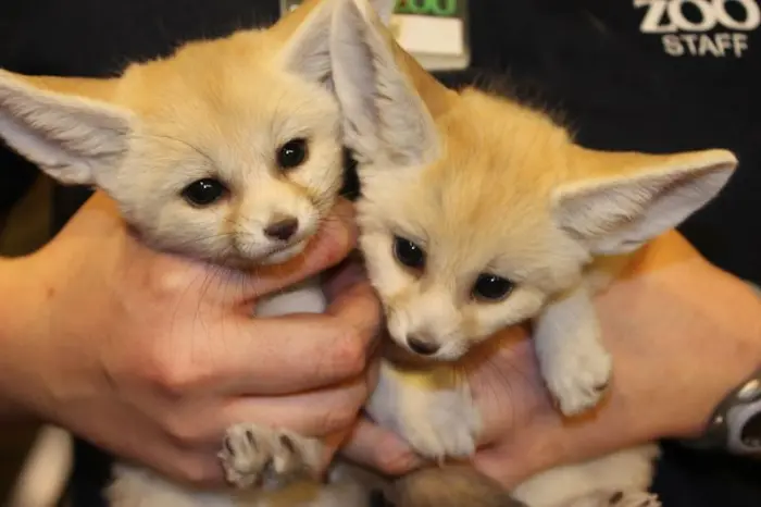Fennec fox فنك ثعلب الصحراء