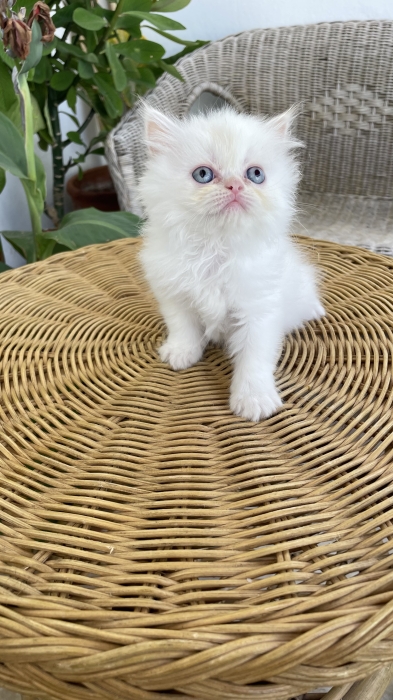 Chat Persan Chinchilla